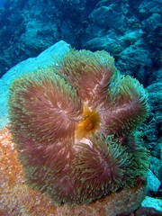 Naklejka na ściany i meble Magnificent sea anemone, Koh Chang, Thailand, Underwater photograph