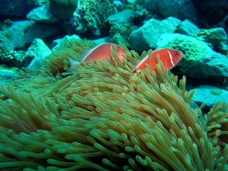 Fototapeta na wymiar Pink skunk clownfish in magnificent sea anemone, Koh Chang, Thailand, Underwater photograph