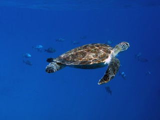 Obraz premium Hawksbill Sea Turtle, Similan Islands, Andaman Sea, Thailand, Underwater photograph