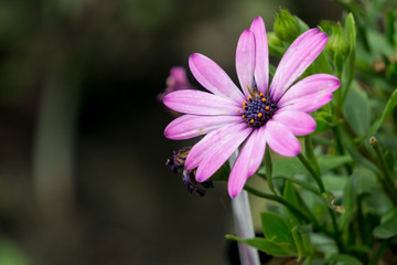 Obraz premium Purple beauty