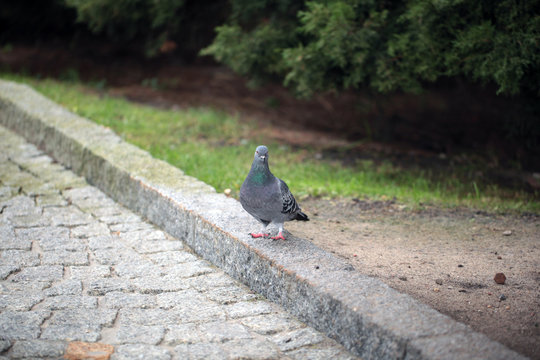 common grey pigeon near green grass