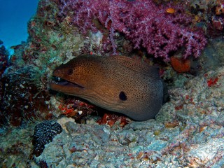 Giant moray, Similan Islands, Andaman Sea, Thailand, Underwater photograph