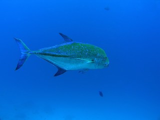 Bluefin trevally, Similan Islands, Andaman Sea, Thailand, Underwater photograph