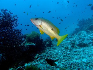 One-spot snapper, Similan Islands, Andaman Sea, Thailand, Underwater photograph