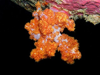 Soft coral, Similan Islands, Andaman Sea, Thailand, Underwater photograph