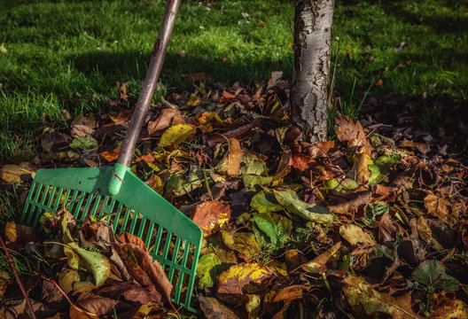 Garden cleaning - rake and leaves.