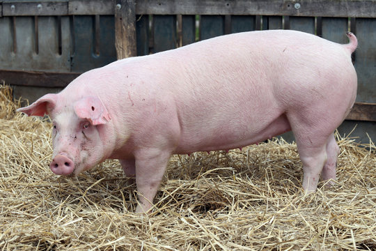 Closeup of a young pig sow at rural bio animal farm