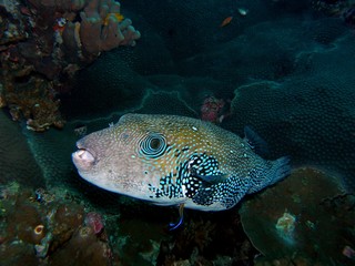 Whitespotted pufferfish, Similan Islands, Andaman Sea, Thailand, Underwater photograph