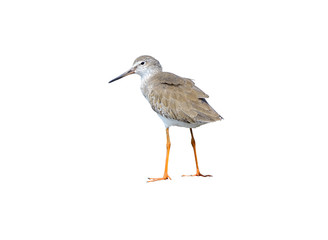 Common Redshank or Tringa totanus, beautiful bird isolated standing on ground in nature with water background and clipping path,Thailand.