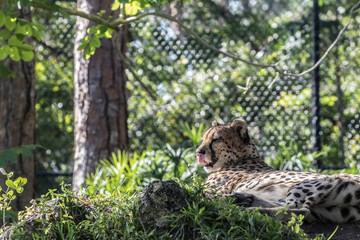 Leopard Behind a Fence at the Zoo - 181821333