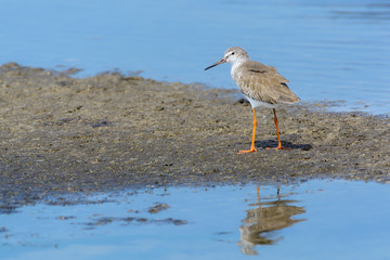 Common Redshank or Tringa totanus, beautiful bird standing on ground in nature with water background,Thailand.