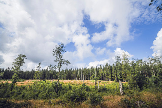 Forest clearing surrounded by tall pine trees