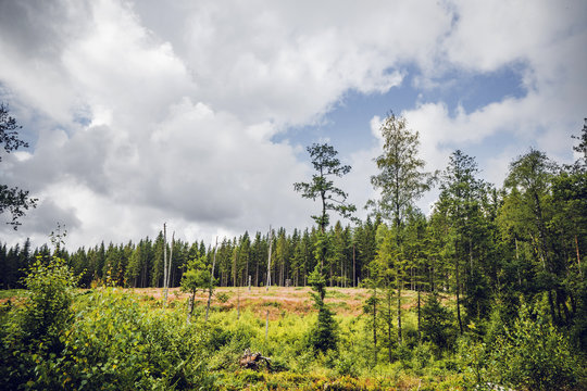 Pine trees in a forest clearing in the summer