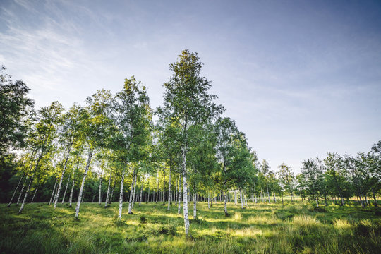 Birch trees on a green field in the spring