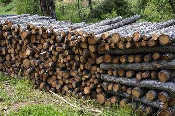 stowed trees in the forest cutting area