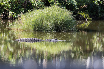 Reflection of Alligator in a Pond - 181821789
