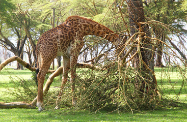 Naklejka na ściany i meble Giraffen in Afrika