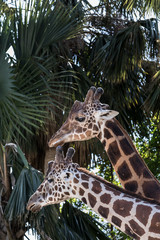 Couple of Giraffes with Palm Trees - 181822128
