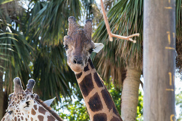 Portrait of Giraffe with Palm Trees - 181822153