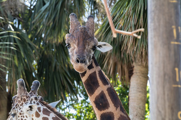 Close up  Portrait of Giraffe with Palm Trees - 181822316