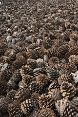 Forest tree planting seeds