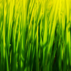 Natural green background