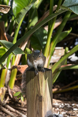 Squirrel on a Stump - 181822562