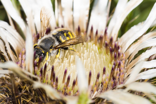 Wespe sitzt auf Blüte einer Silberdistel
