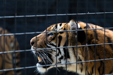 Tiger at the Zoo - 181822961