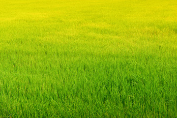 Fototapeta na wymiar Green field background
