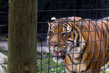 Tiger at the Zoo - 181823309