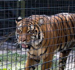 Tiger at the Zoo - 181823319