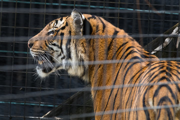 Tiger at the Zoo - 181823341