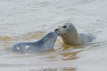 Harbour Seal (Phoca vitulina)/Harbour Seal mother and pup in the sea © davemhuntphoto