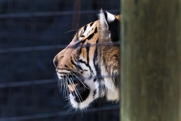 Tiger at the Zoo - 181823397