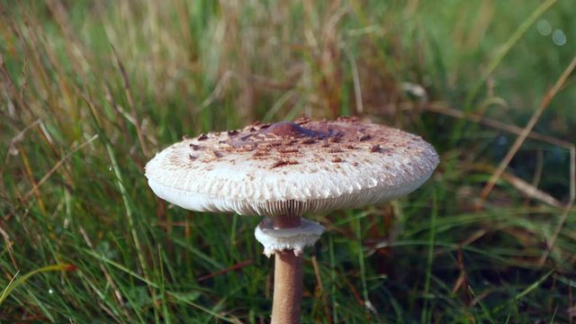 Shaggy Parasol mushroom in grass