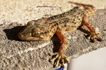 gecko, details of their skin, limbs and eyes