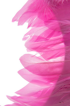 Pink Feathers Isolated