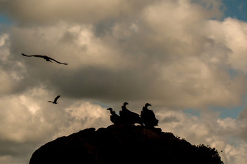 Fototapeta premium Vultures on a big rock with the cloudy sky