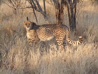 Reisen, Tiere, Landschaften