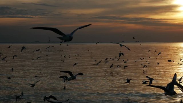Birds flying at sea in sunset.