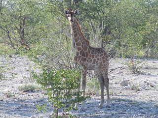 Reisen, Tiere, Landschaften