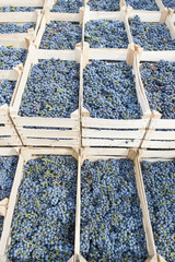 Ripe grapes in wooden boxes ready for wine production