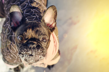 surprise french bulldog in jumpsuit in the winter