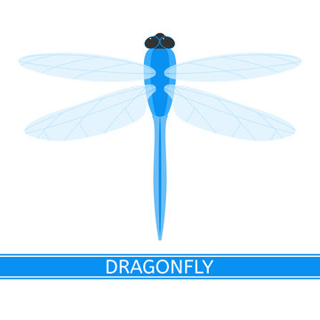 Vector illustration of dragonfly isolated on white background. Damselfly in flat style.