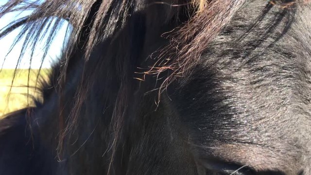 Close up of black horse in pasture being pet on face before camera slowly pans left to other horses and livestock off in the distance. 
