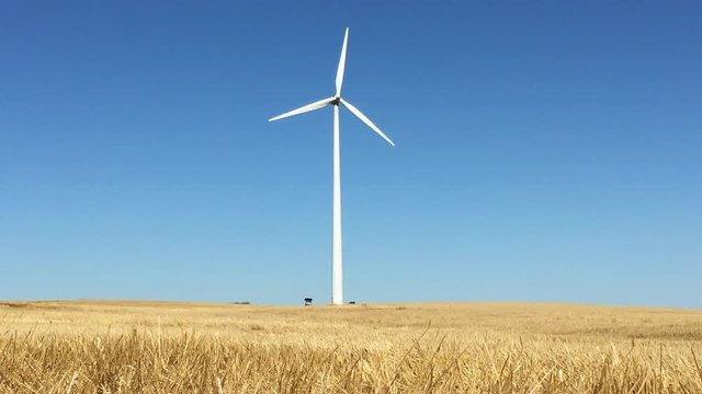 Large white wind turbine spins high in bright blue sky above brown hay field from ground level.  