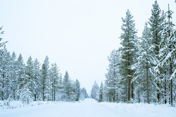 Path Road And Pine Trees Covered With Snow On The Side In Lapland Finland, Northern Europe, Beautiful Snowy Winter Forest Landscape Background