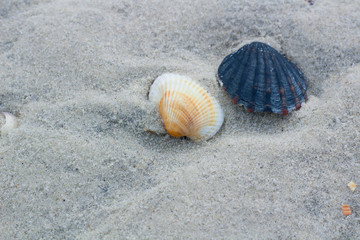 Black and white pearl clams on coastal sands, sandy seascape