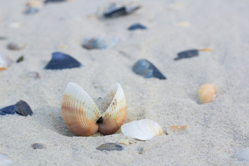 Fototapeta na wymiar Seashells and clams on coastal sands, beach seascape